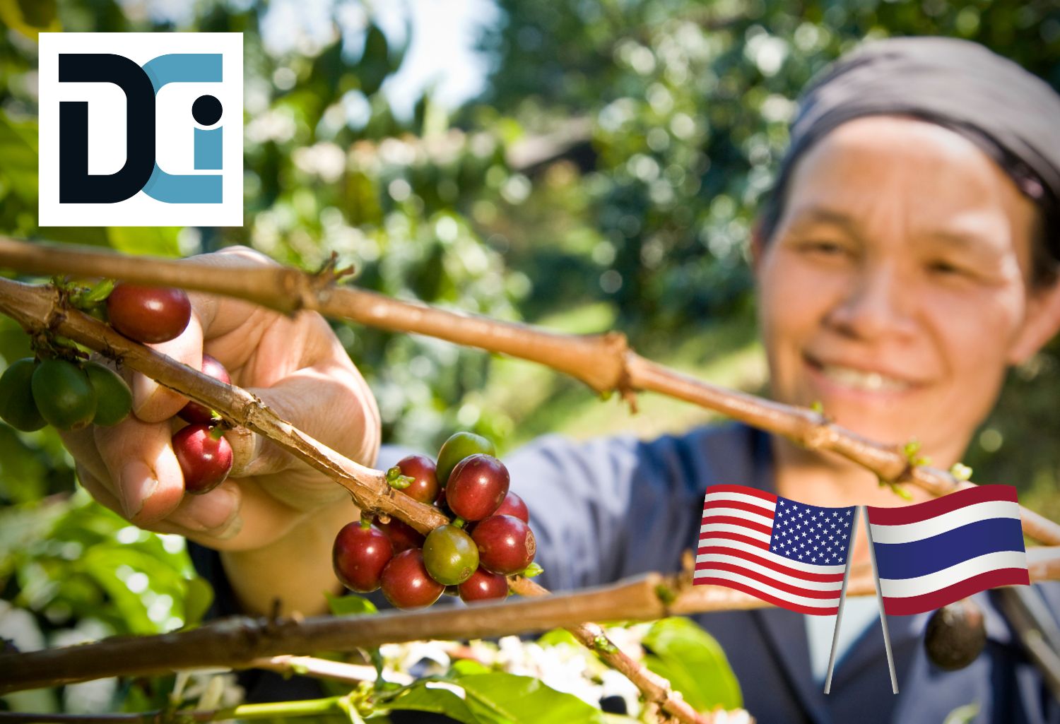 Thailand Agricultural Trade: A fair trade coffee farmer picking organic coffee beans from the tree. Selective focus on her hands.